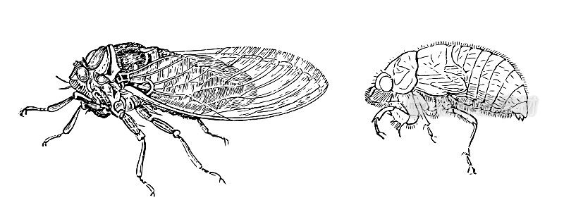 蝉(Cicada plebeja)幼虫